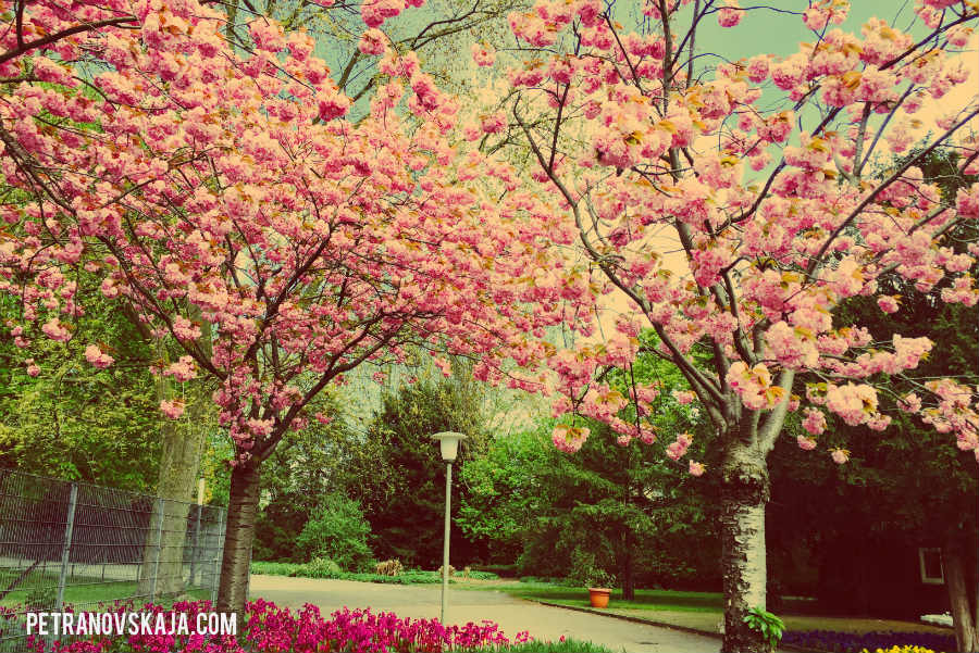 Warum manche Bäume im Frühling so atemberaubend schön sind