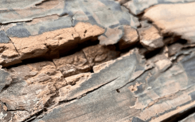 Das Große im Kleinen oder die Geschichte mit einem Holzbrett