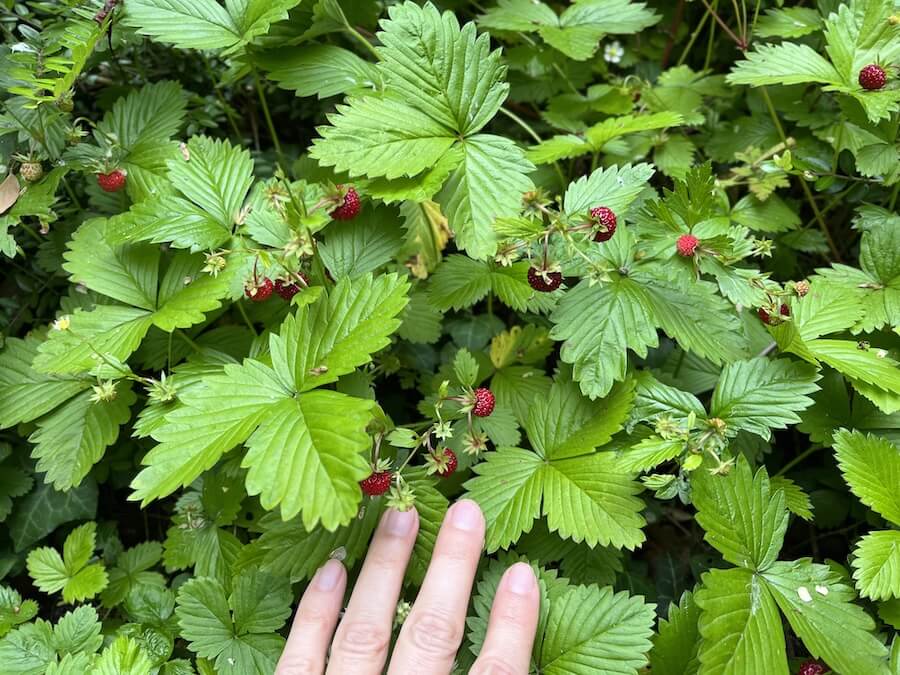 petranovskaja walderdbeeren zemljanika
