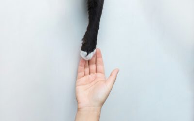 Wie streichelt man eine Katze?