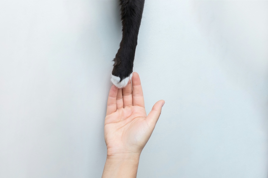 katze streicheln